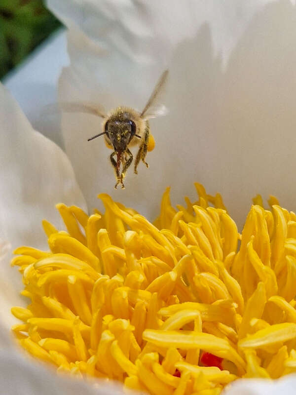 bienen ferienhaus am simssee