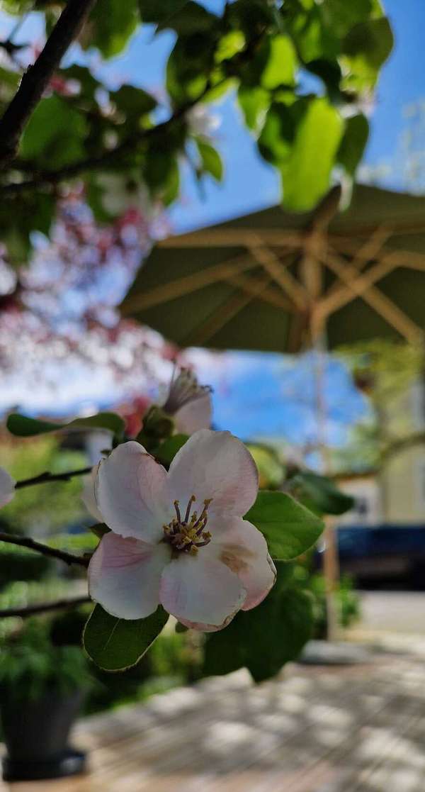 Ab ins Ferienhaus am Simssee