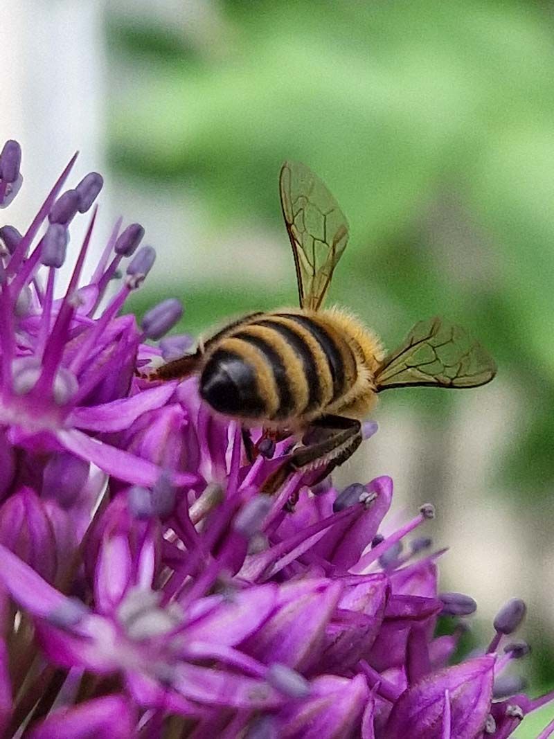 Biene in Blüte