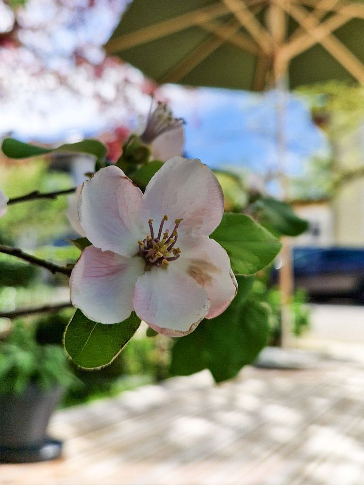 Blüte Garten